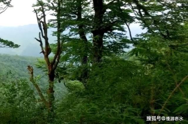 猫鼬大逃脱